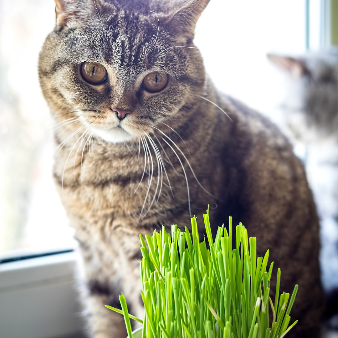Fresh Cat Grass Seeds | Wheatgrass | Cats | Health | Heirloom Non-GMO | Pets