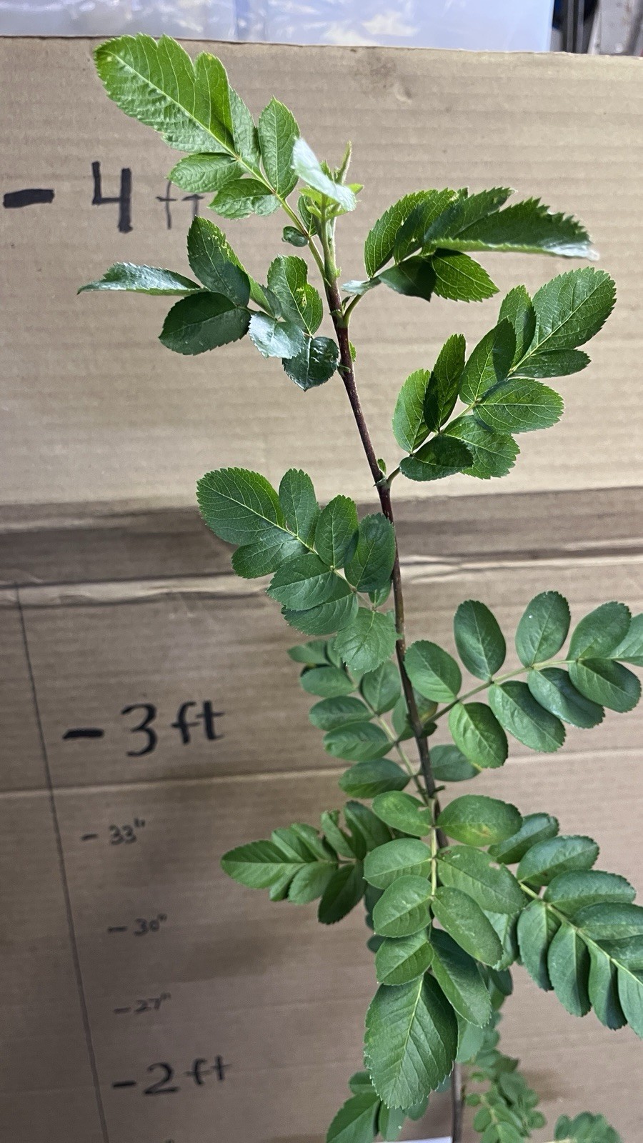 3-4 Ft Tall Ivan’s Belle (Granatnaya) Grafted Mountain Ash Hybrid
