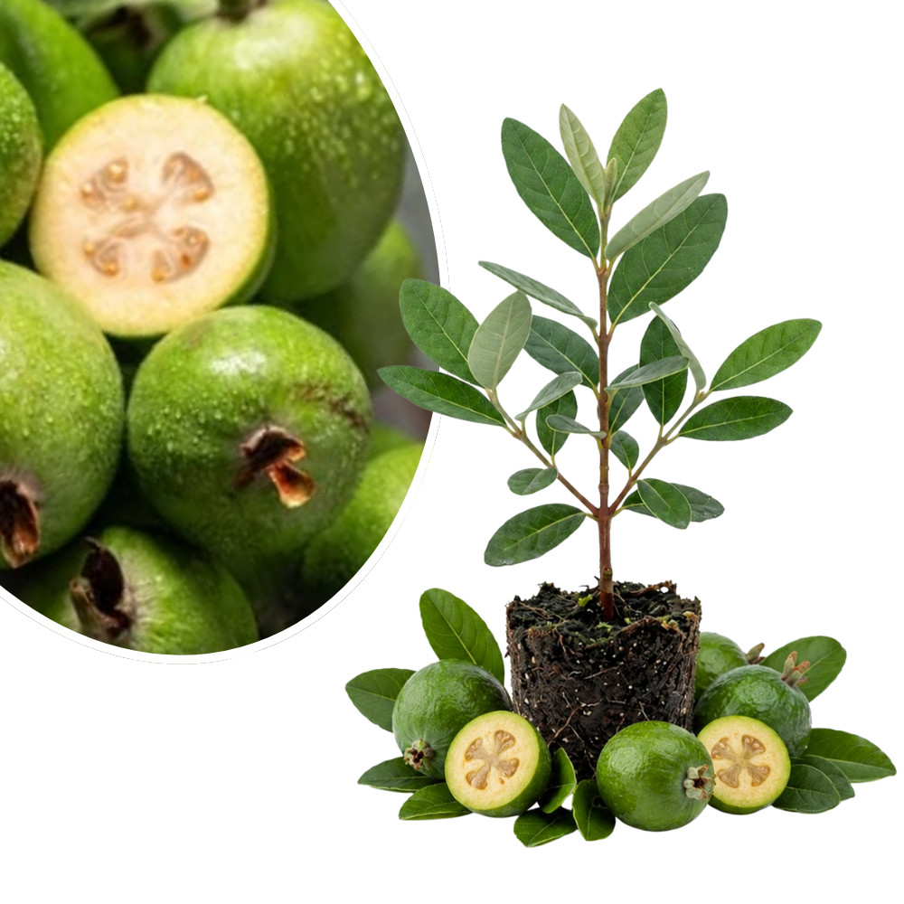 Pineapple Guava Live Plant 4-6 Inches Rooted Feijoa Tree Starter