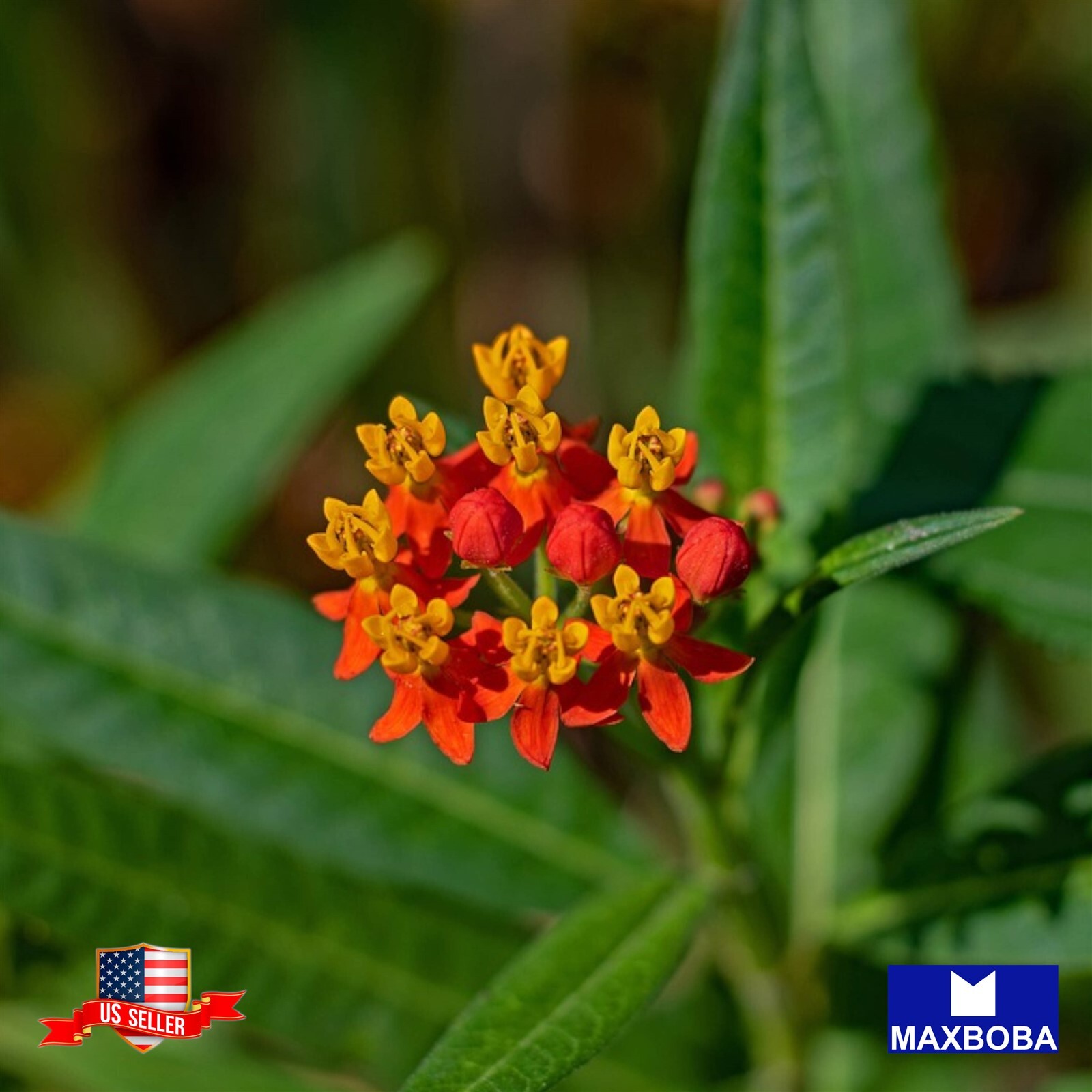 Non-GMO Asclepias Seeds – Butterfly Milkweed