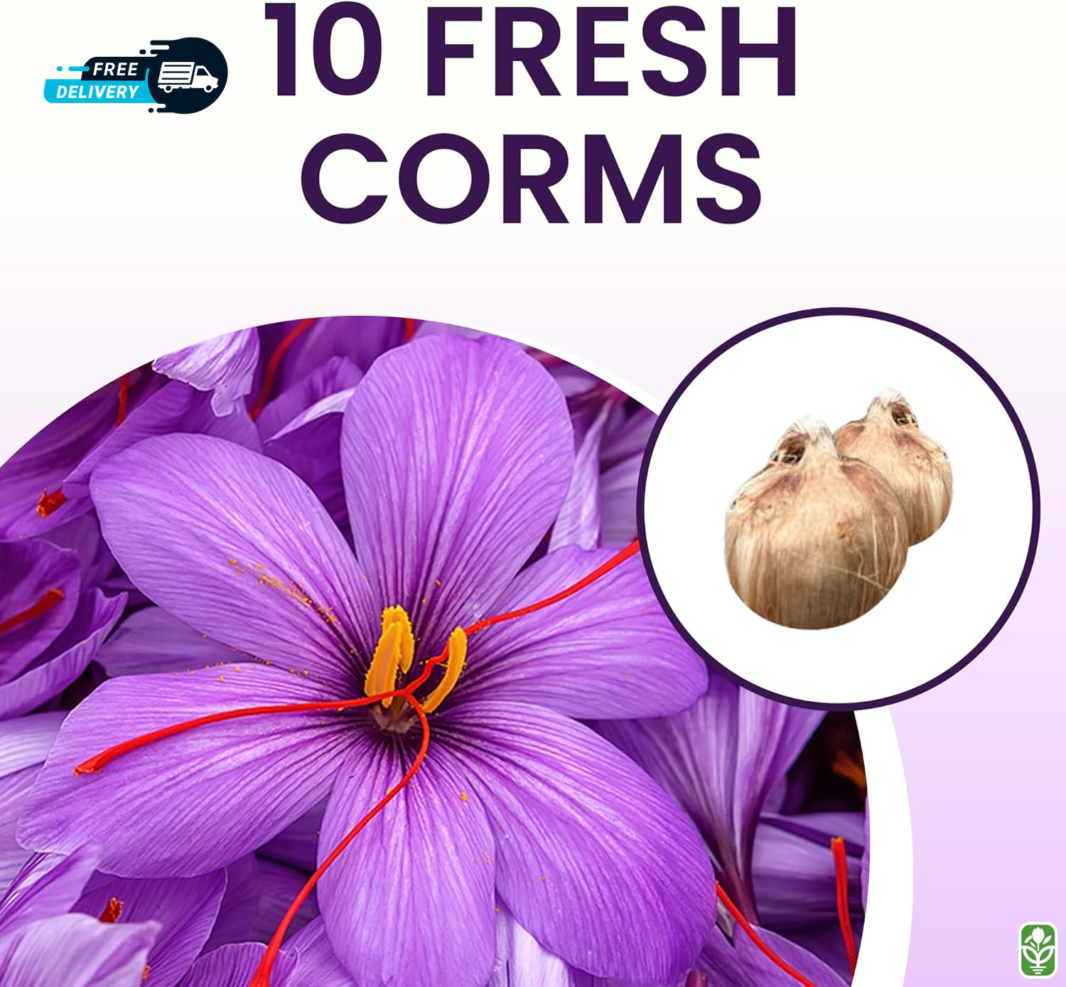 Saffron Crocus Corms for Planting – 10 Large Corms – Purple Blooms – Perennial