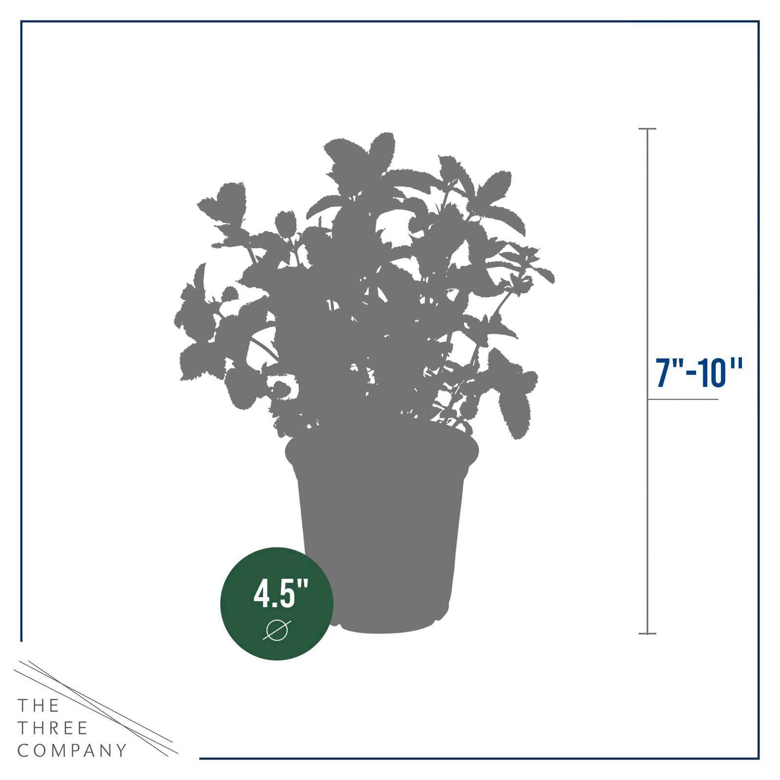 Live Aromatic and Edible Herb Mint 4 Per Pack, Naturally Improves Breathing …