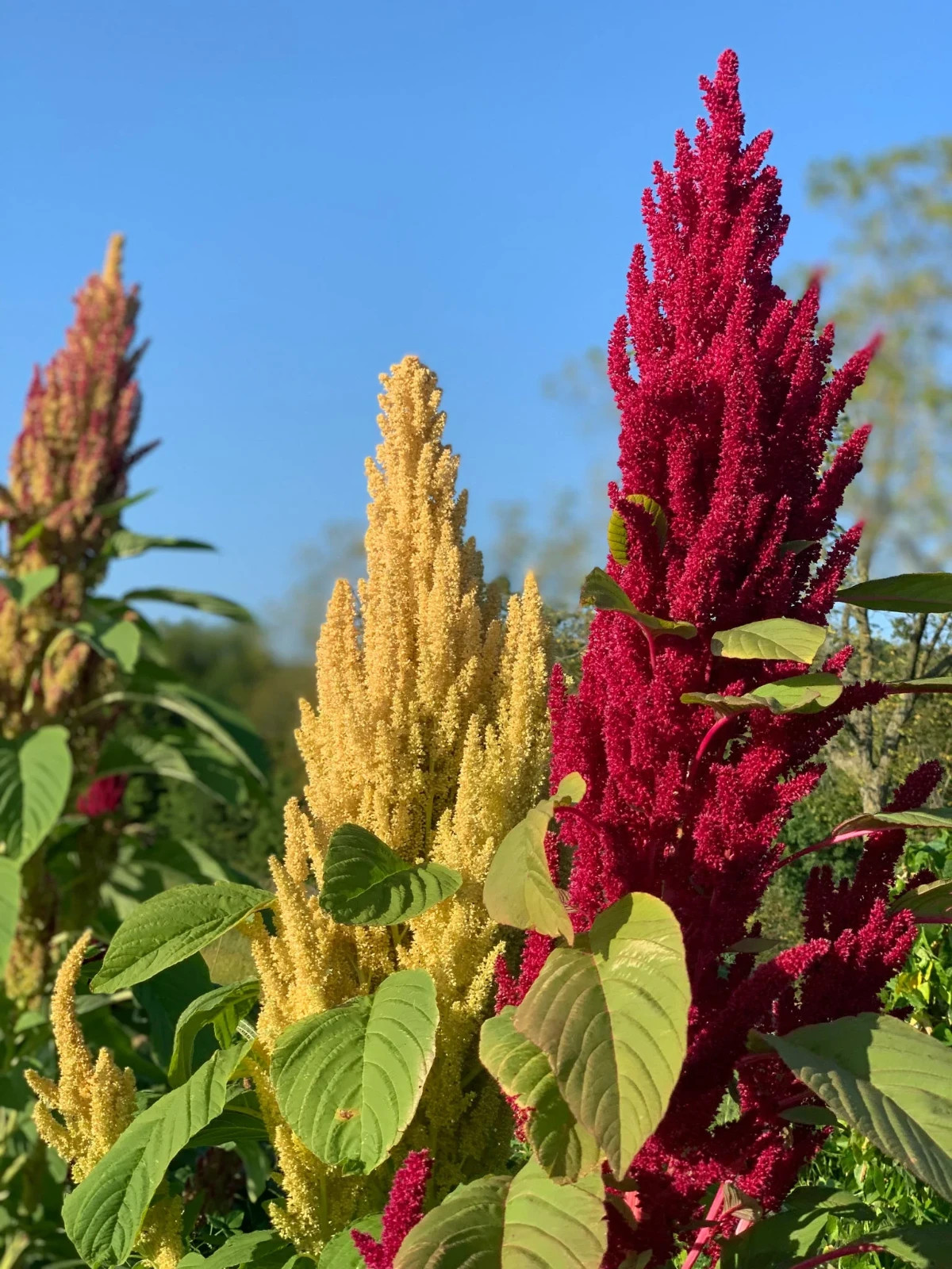 200 Amaranth Seeds | Heirloom I Non-GMO | Organic Free Shipping &Tracking