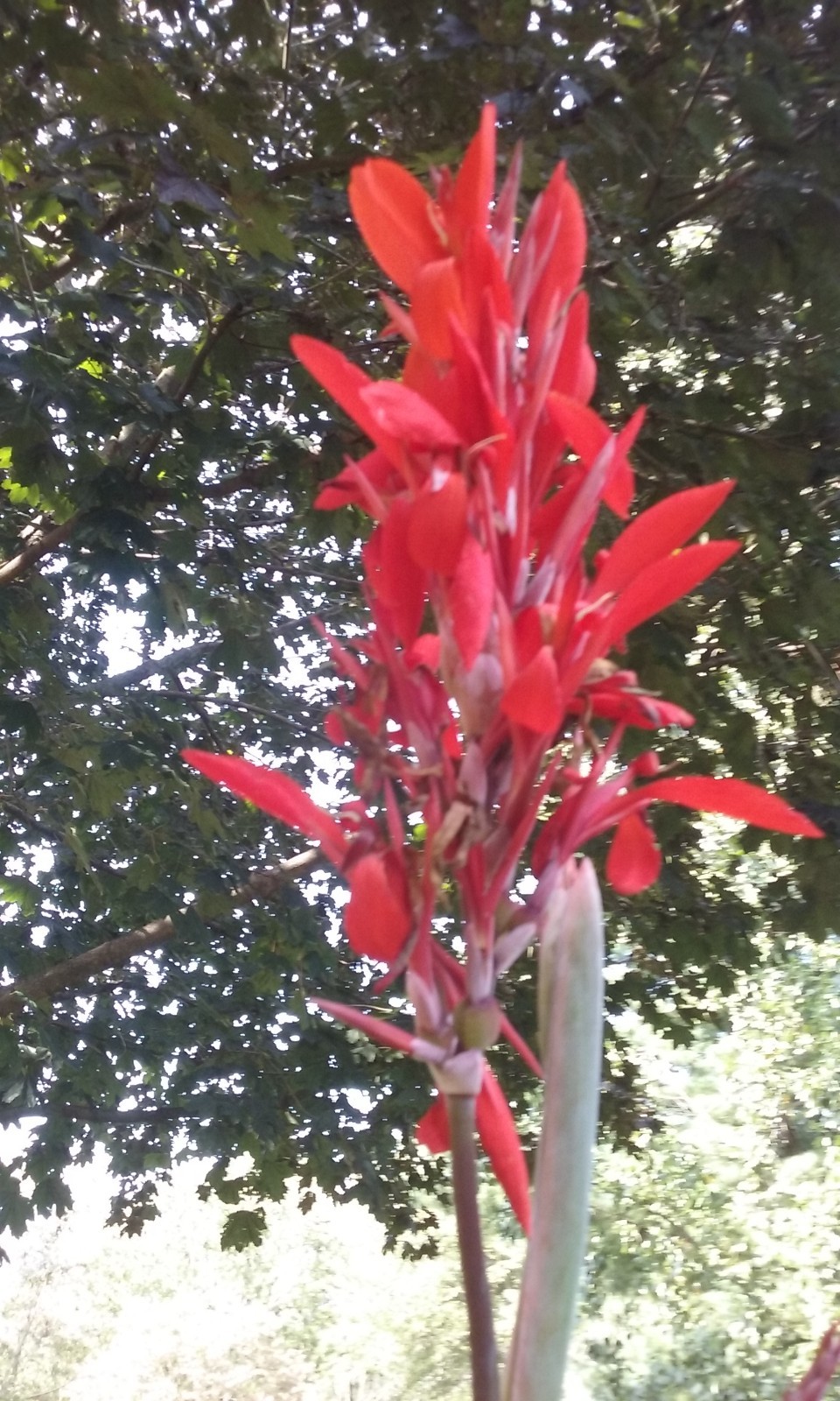 50 Canna Lily Seeds -Red Tall -Red Flower -Green Leaves -6-10 ft tall Free Ship