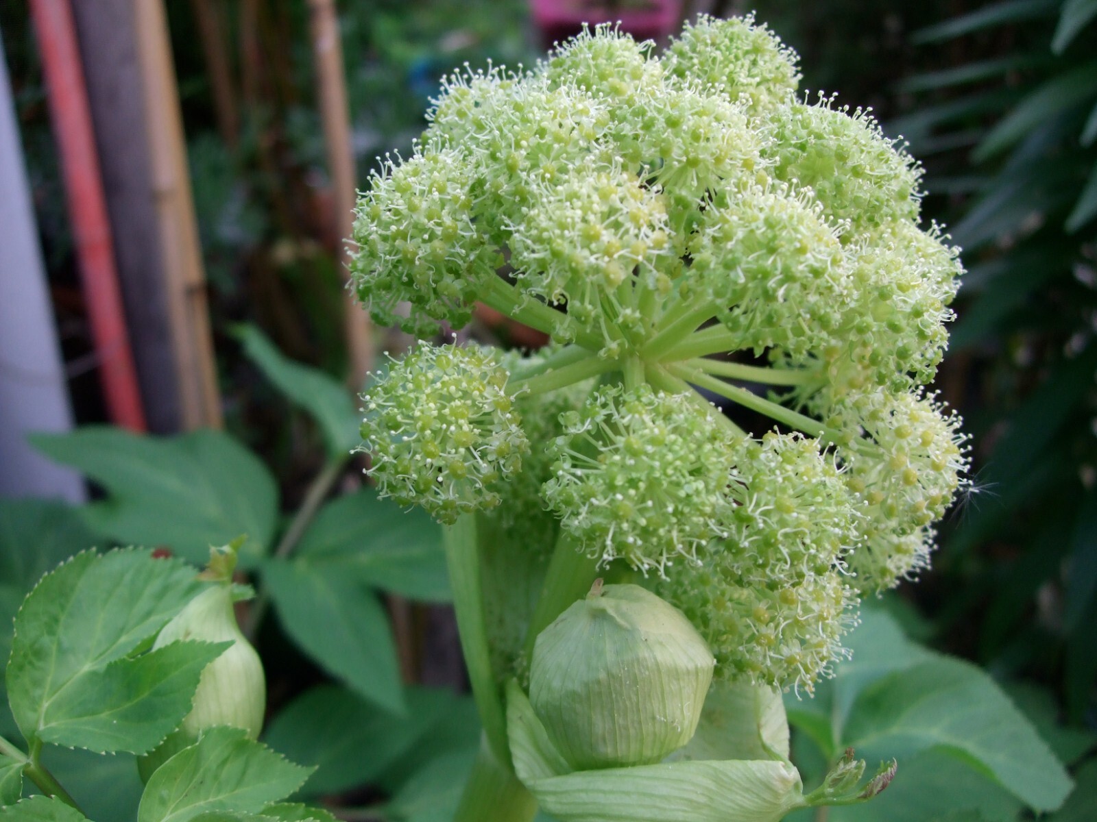 50 Angelica Seeds – Angelica archangelica – Non-GMO Heirloom Seeds