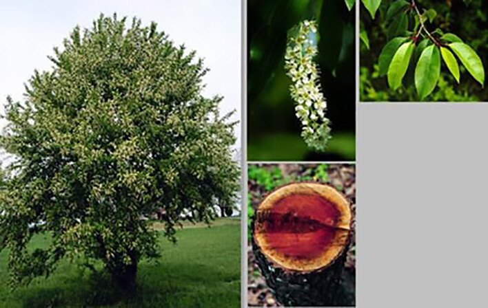 Black Cherry, Prunus serotina, Tree Seeds (Edible, Hardy, Fast, Fall Color)