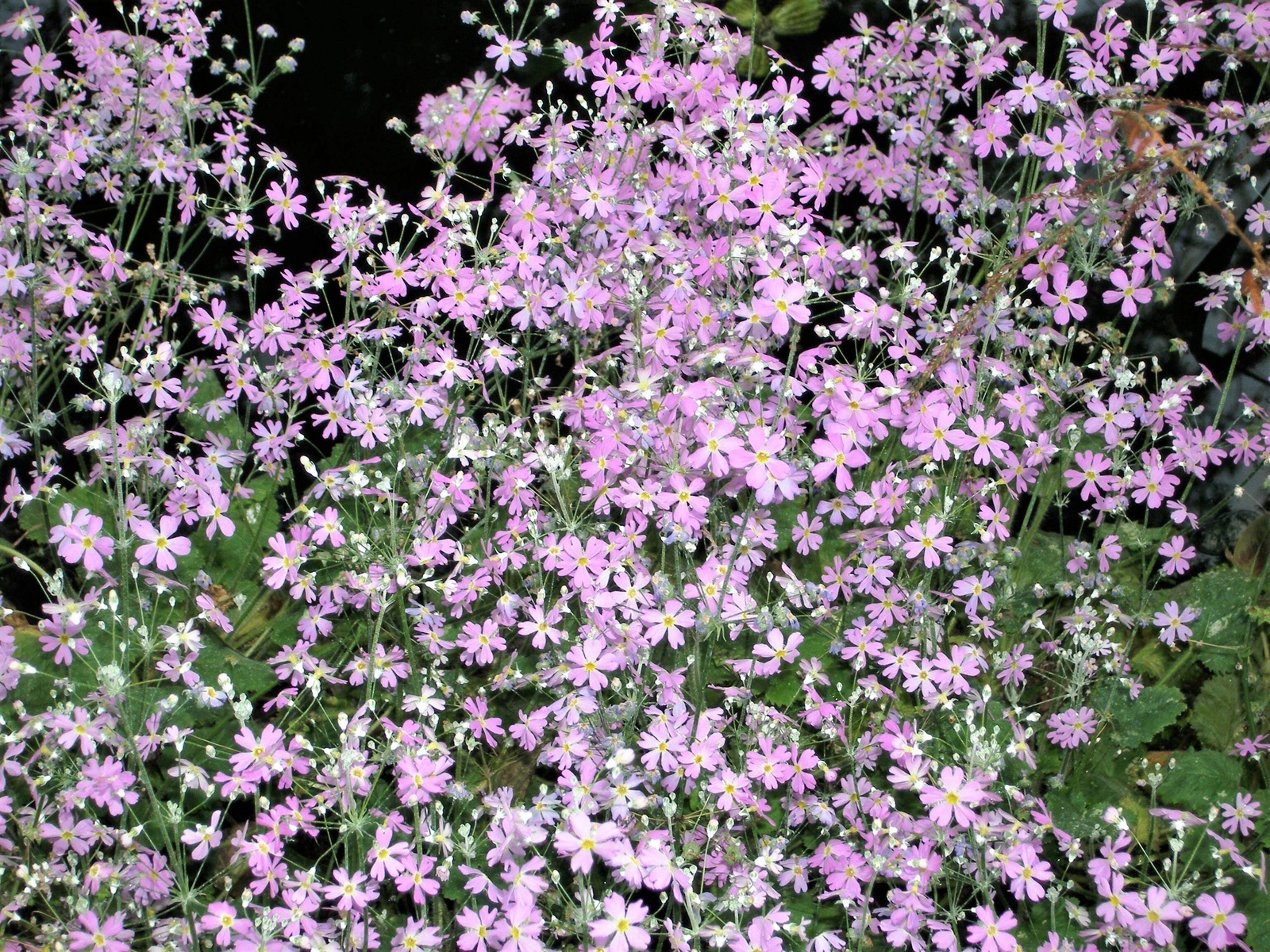 100 PINK FAIRY PRIMROSE Primula Malacoides Shade Houseplant Flower Seeds