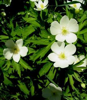 Anemone canadensis 1,000 seeds