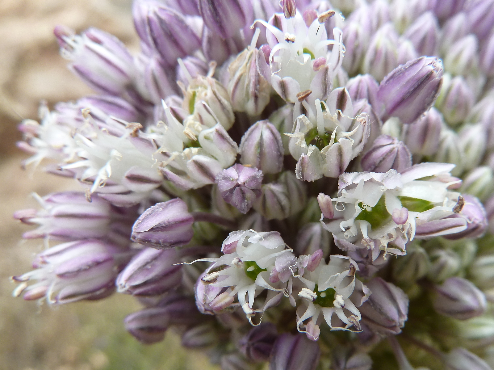 50 ALLIUM AMPELOPRASUM Seeds (Broadleaf Wild Leek) | NON-GMO | Free shipping