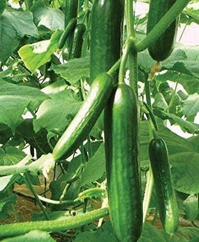 Muncher Cucumber Seeds (25+ Seeds)