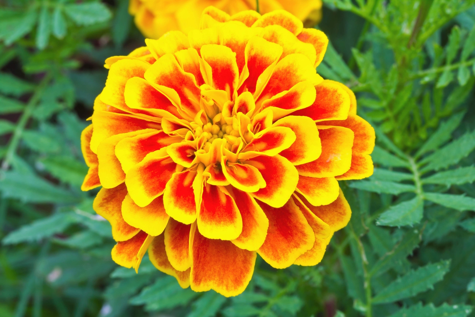 400 FRENCH MARIGOLD SPARKY Mixed Colors Tagetes Patula Flower Seeds *Flat S/H
