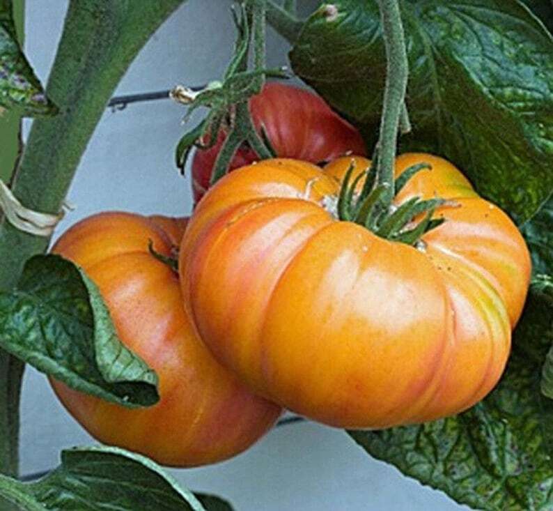 Hillbilly Heirloom Tomato Seeds 50 Ct Vegetable INDETERMINATE NON-GMO FREE S&H