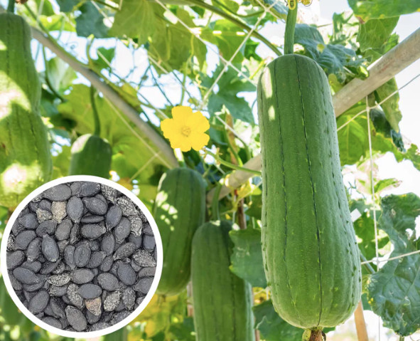 Luffa Gourd Seeds Non-GMO, Heirloom, Luffa Sponge Gourd Seeds, Organic, Edible