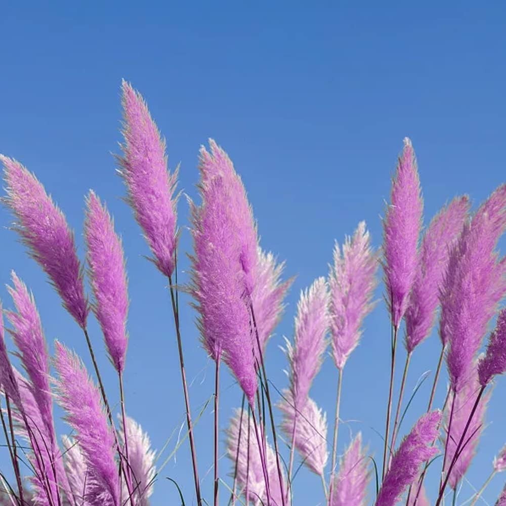 1000+ Mix Pampas Grass Seeds – Ornamental, Tall, Multi-Color, Easy Grow
