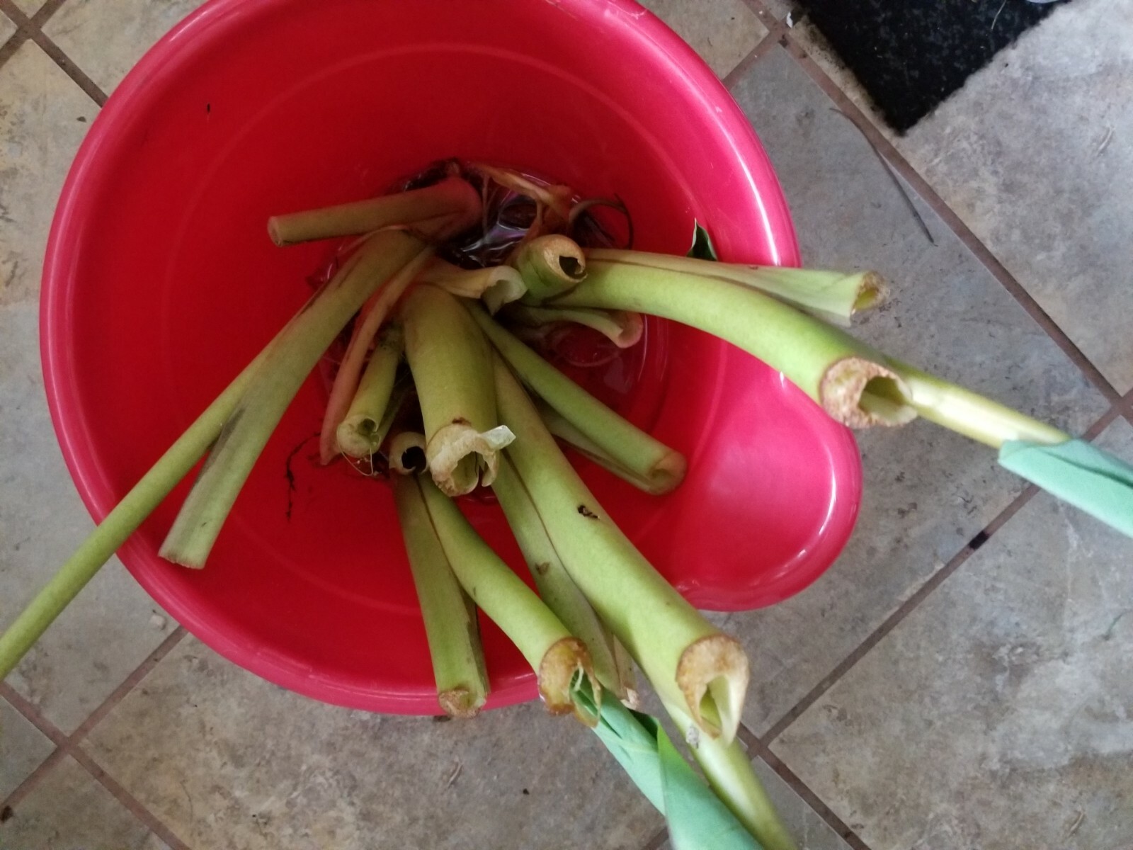 elephant ear bulbs or taro of sort (unknown variety) lot of 2 bulbs for good