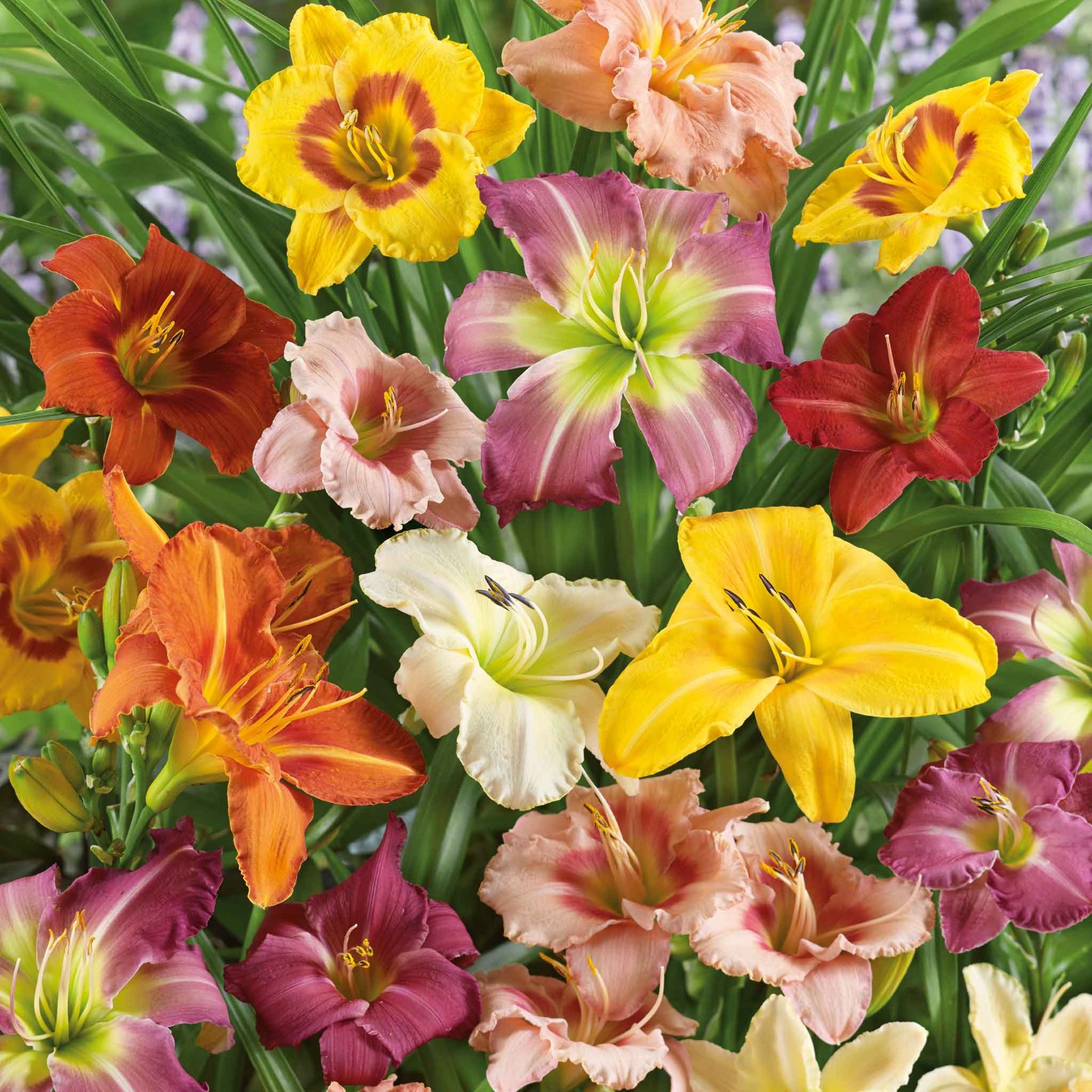 Mixed Random Daylily Hemerocallis Five Rooted Starter Plants