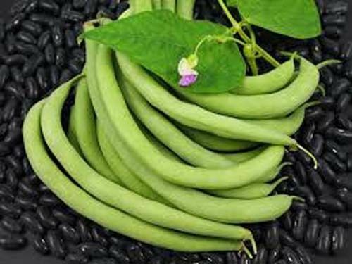 Bean Bush Black Valentine Heirloom Garden Vegetable By Seed Kingdom 30 Seeds