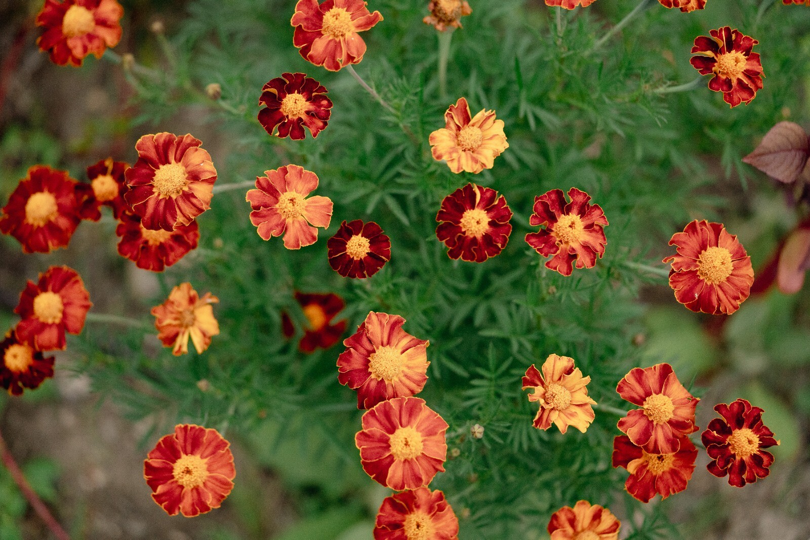 Tashkent Marigold Flower Seeds, Heirloom Orange Halo Blossoms, Certified Organic