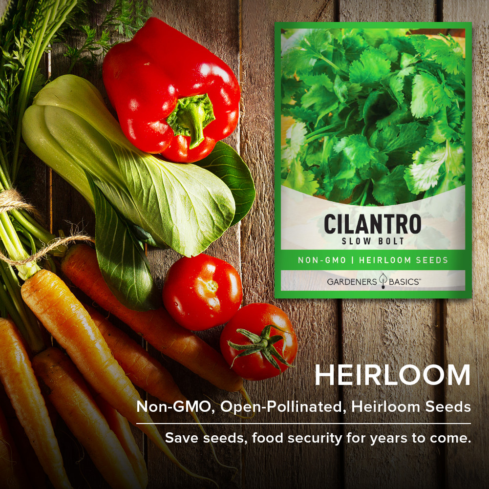 Slow Bolt Cilantro Seeds