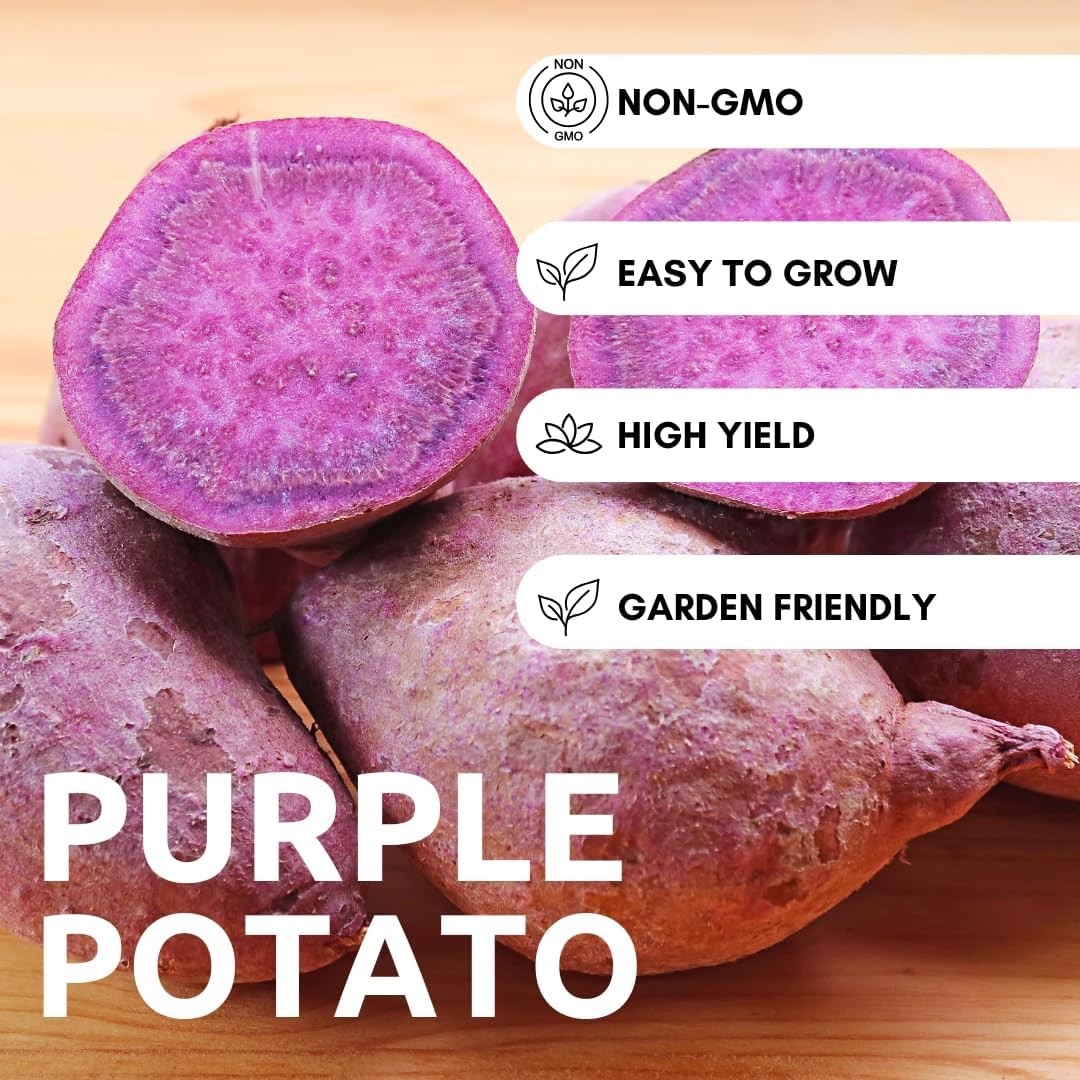 Viking Purple Seed Potatoes for Planting | Vibrant Purple Skin (5 Pounds)