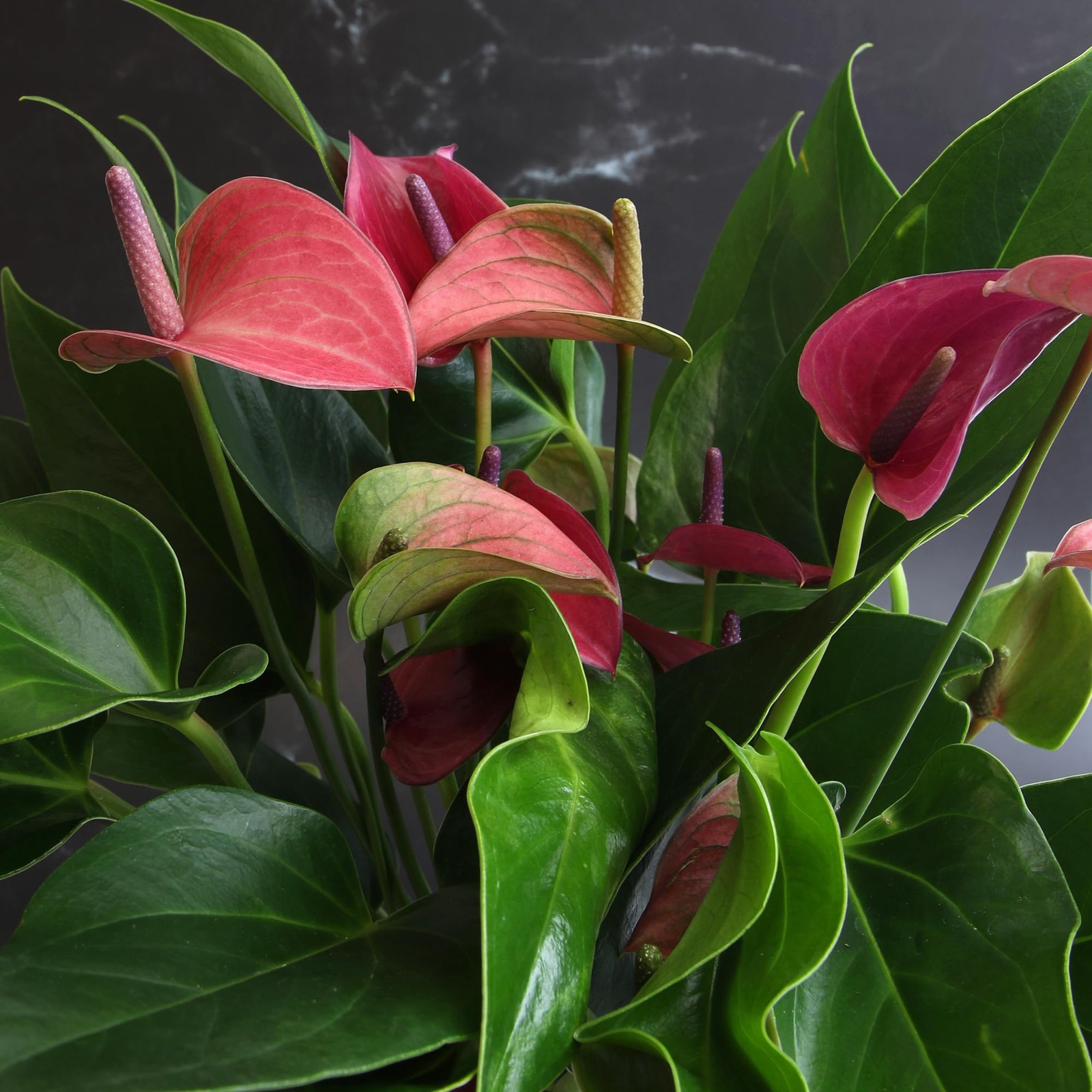 Live Purple Anthurium Plant, Easy Care Flowering Houseplant in 4″ Pot