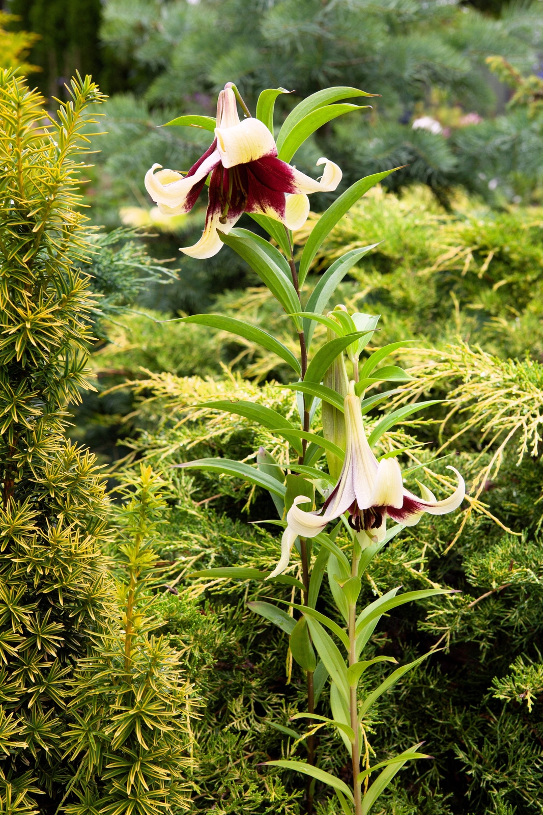 5 NEPAL LILY Green & Maroon Lilium Nepalense Fragrant Flower Seeds *CombinedShip