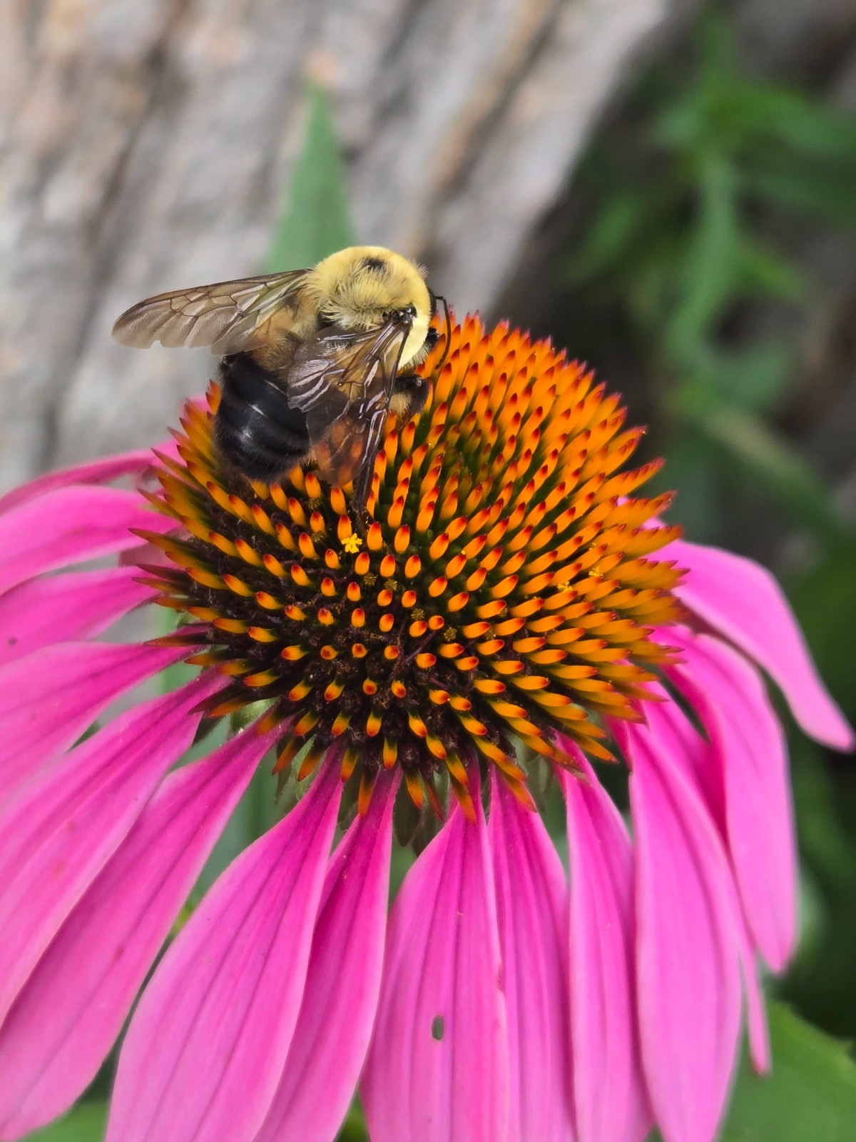 1 gram+ Echinacea Purpurea Seeds/Purple Coneflower/Native Eastern US/Host Plant
