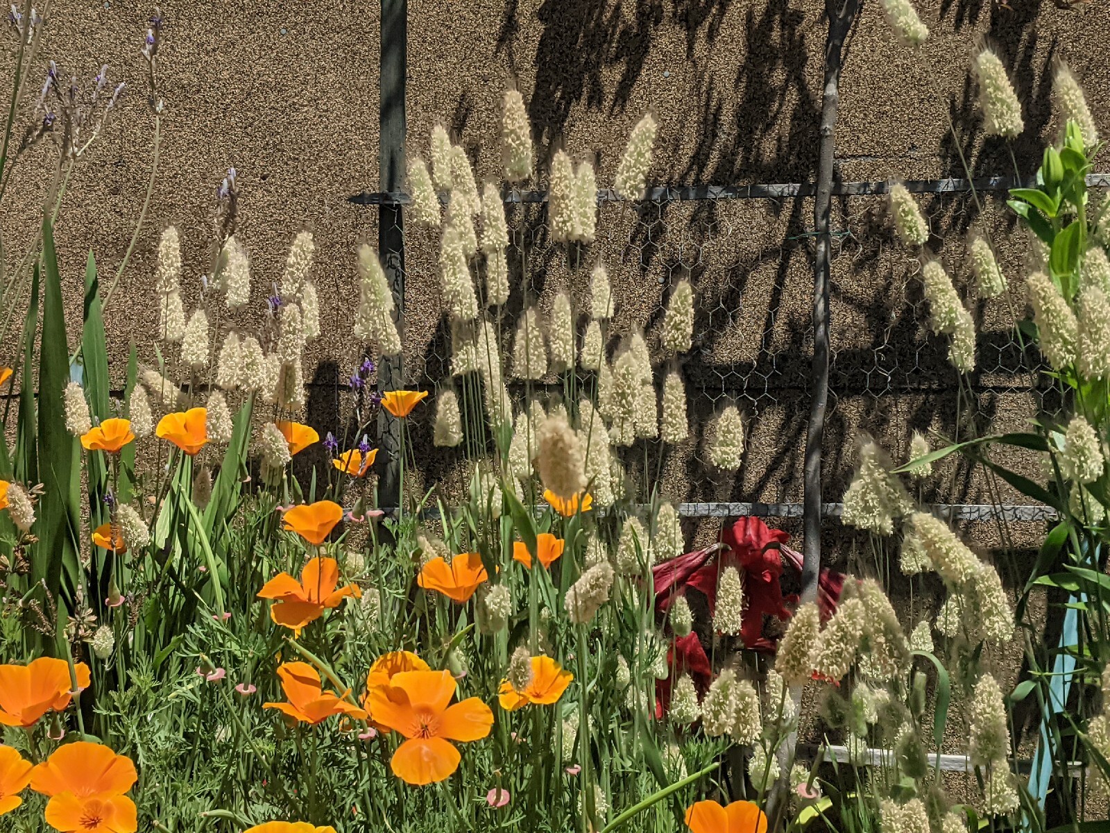 California “Gold Rush” Poppies (100+ SEEDS) Eschscholzia. USA Grown 2023 CROP