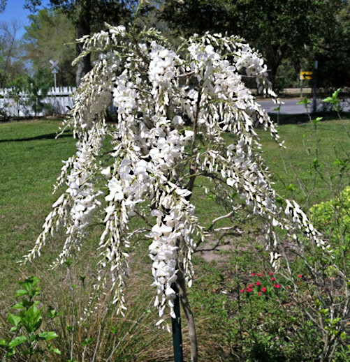 White Wisteria floribunda Alba Tree Seeds Climbing Flower Vine Plant Rare Hardy