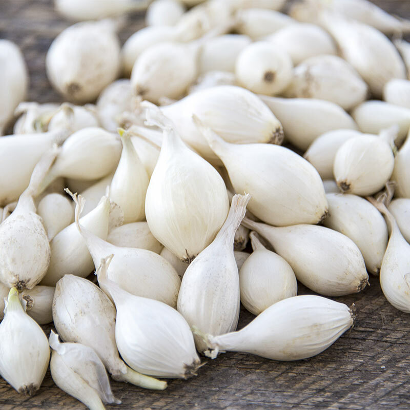 Snowball White Onion Sets (Bulbs) | Day Neutral Onions Seed 2024 Fast Shipping