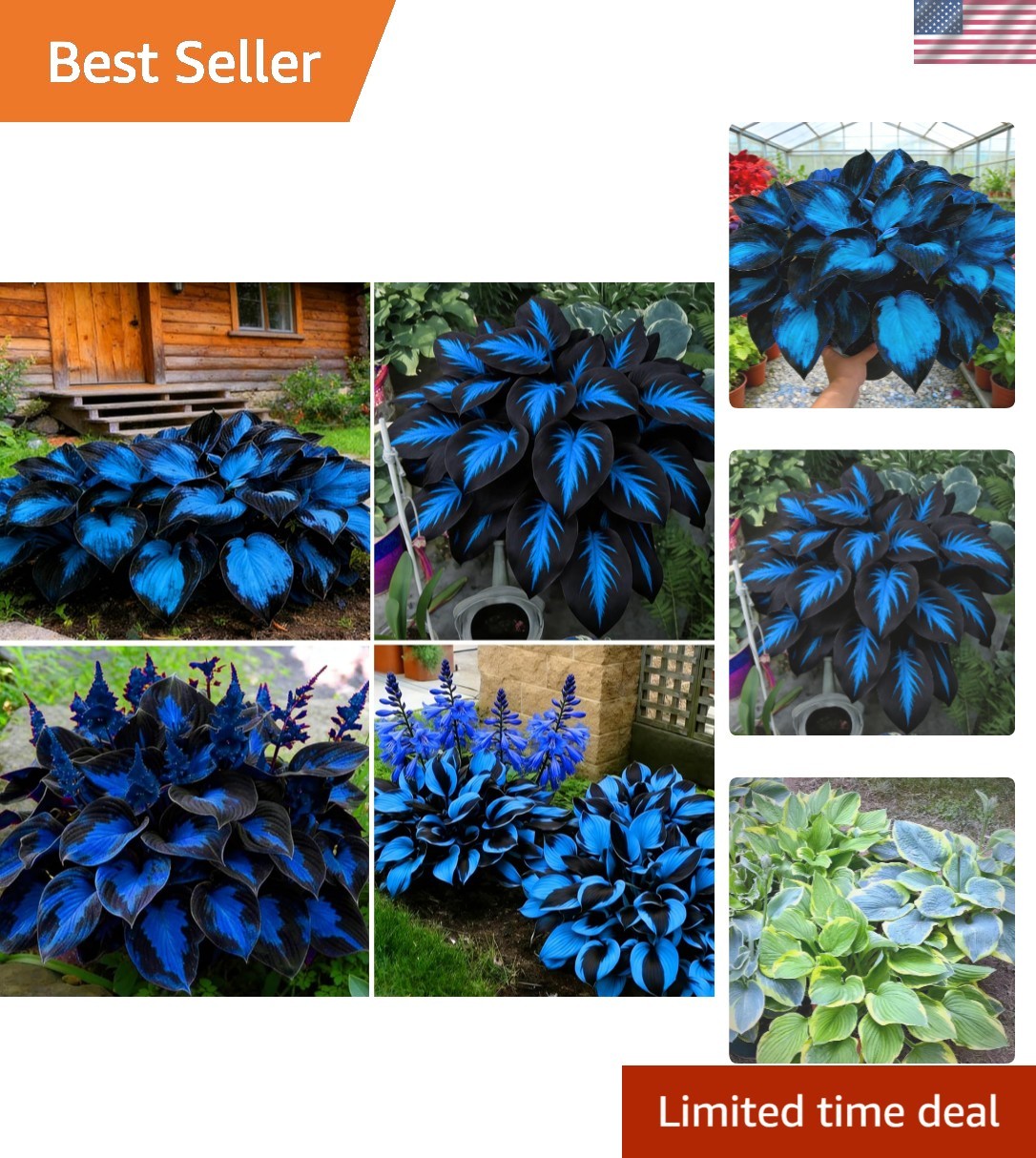 Rare Hosta Seeds Mix: 290+ Perennial Blooms for Vibrant Outdoor Spaces