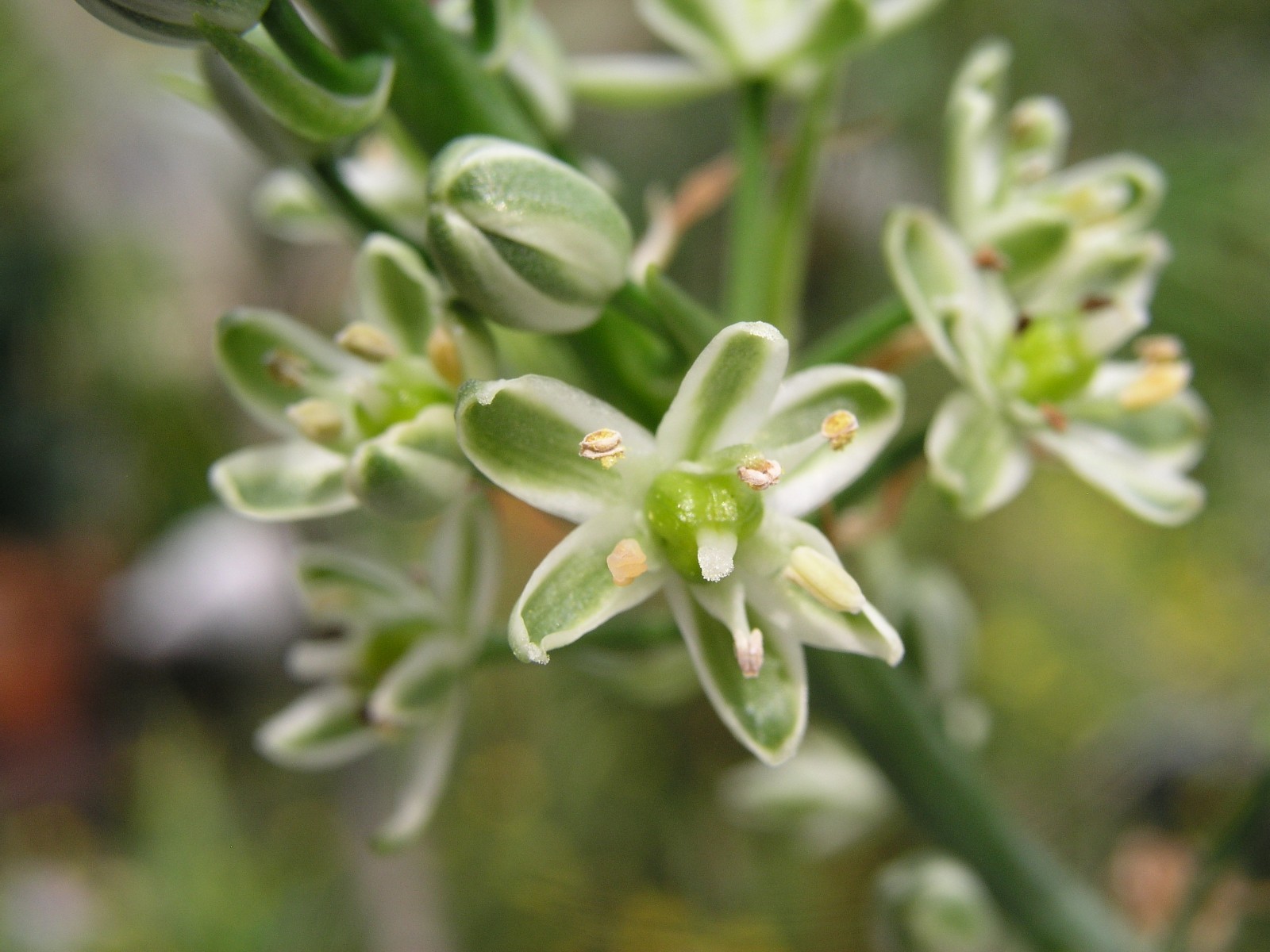 Ornithogalum Caudatum, Sea Onion, Pregnant Onion, 6 bulbs