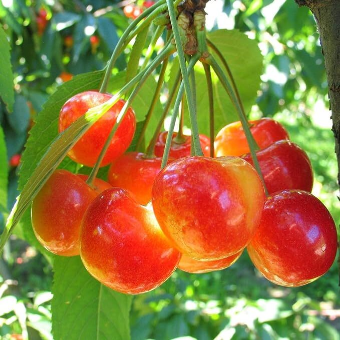 10+ BLACK /RAINIER CHERRY SEEDS | SWEET EDIBLE FRUIT | USA Native Tree