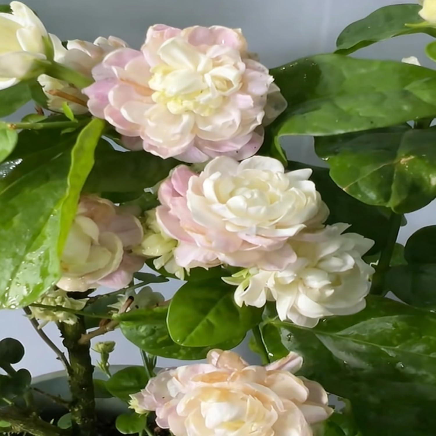 Jasmine Flower Seeds for Planting, 300+ Double Jasminum Sambac Seeds, Fragrant F