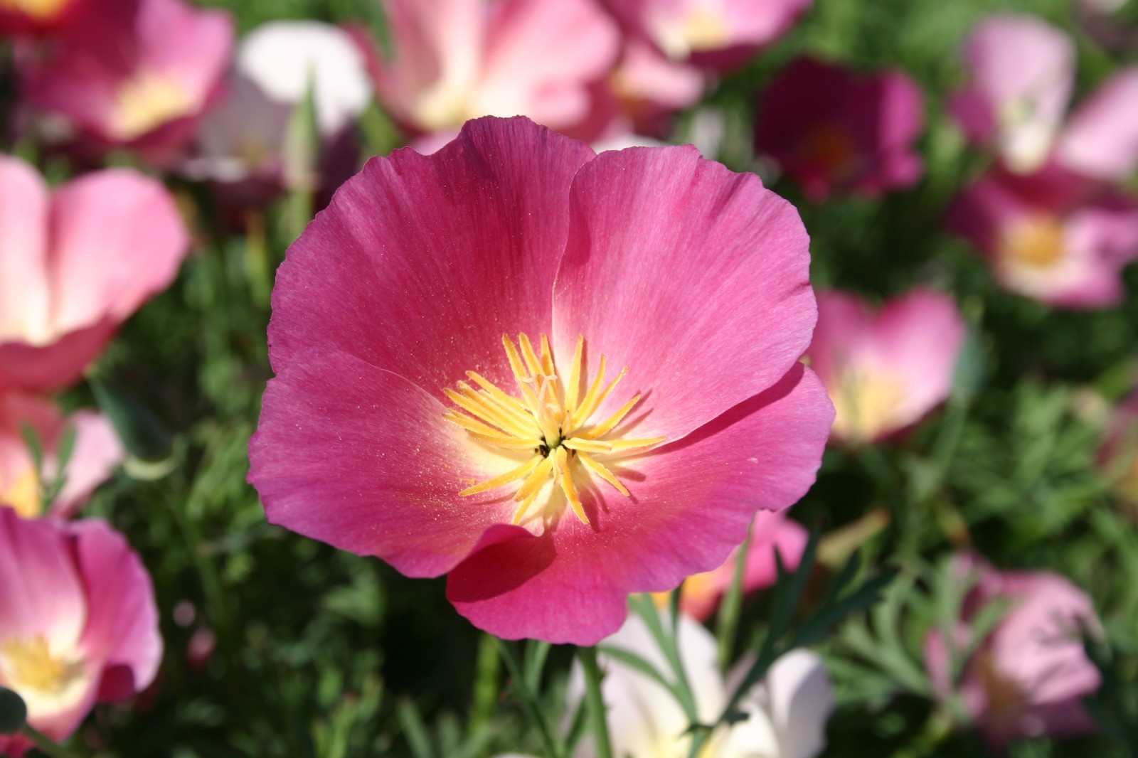 501+CALIFORNIA POPPY MIX Native Wildflower Seeds Flower Garden Patio Container