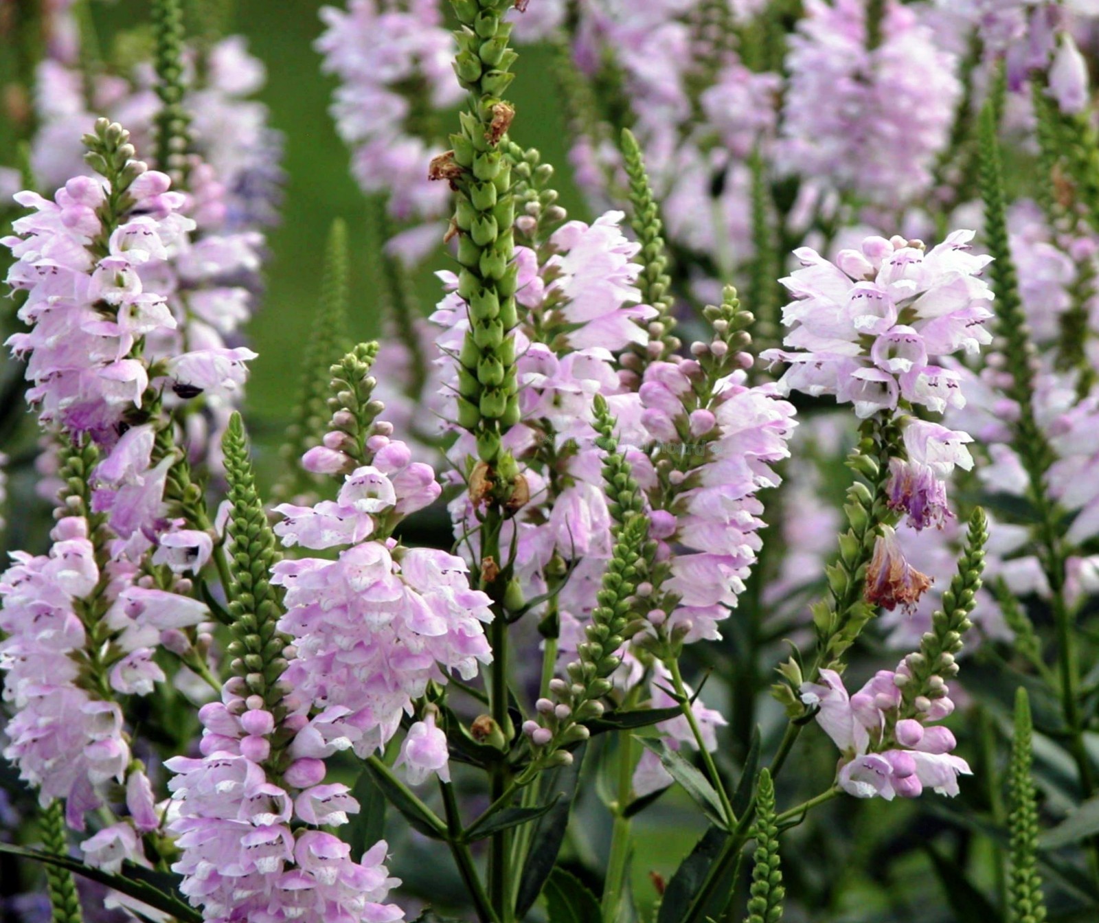 Obedient Plant Seed, Pink & White, 2 pk Special, False Dragonhead, Heirloom Seed