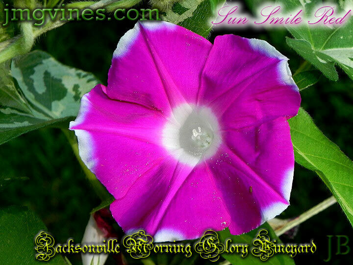 Sun Smile Red Japanese Morning Glory 6 Seeds