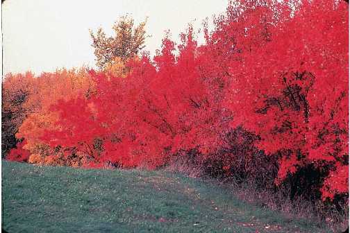 Flame Amur Maple, Acer ginnala Flame, Tree Seeds (Fall Color, Hardy, Bonsai)