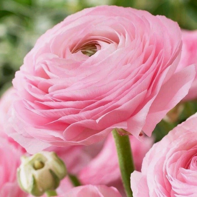 Ranunculus Flower Bulbs 15 Pink Corms Buttercup Peony Rose Bulb Wedding Flowers