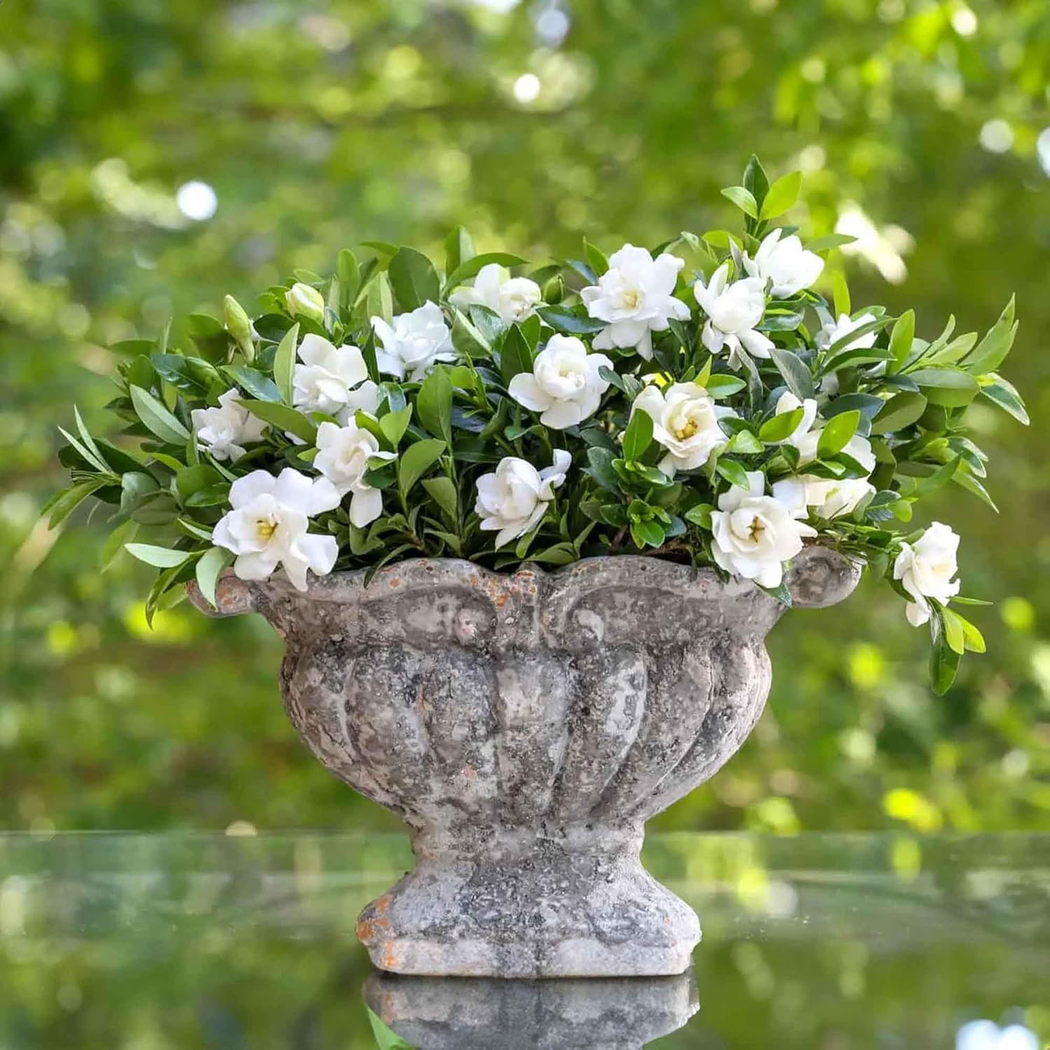 Jubilation Gardenia by Southern Living in 1 Gal. Grower’S Pot | Fragrant, Compac