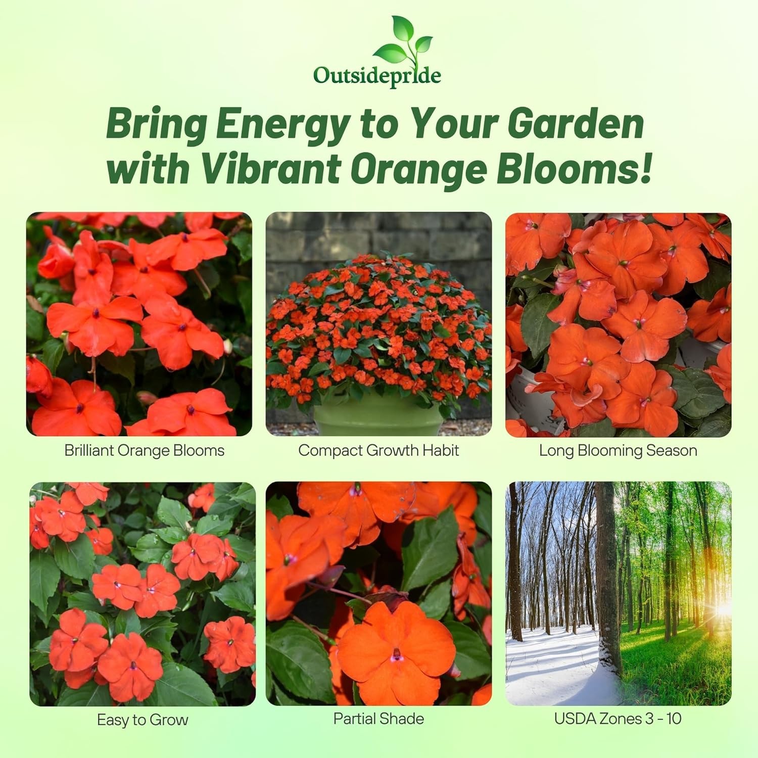 75 Seeds Orange Impatiens Beacon Garden Flower Seeds