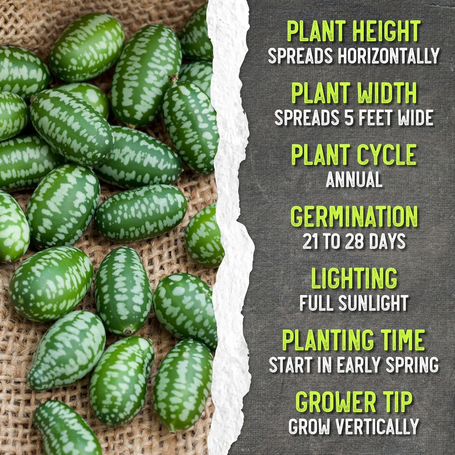 Cucamelon Seeds for Planting Mexican Sour Gherkin Miniature Mouse Melons – No…