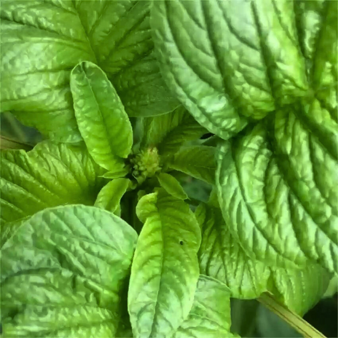 Fresh Green Leaf Amaranth Seeds | Lu Hsien | Heirloom Non-GMO | Asian Vegetables