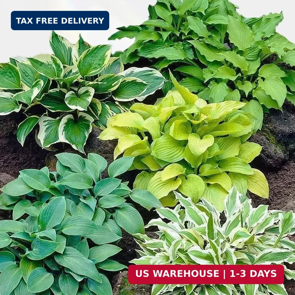 200+ Hosta Seeds for Planting, Perennial Hosta Seed, Attract Pollinators, Non-GM