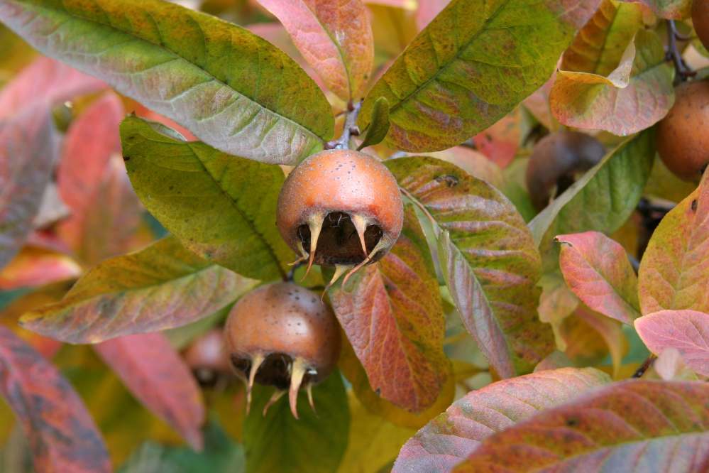 Showy Medlar, Mespilus germanica, Tree Seeds (Edible, Fall Color, Hardy)