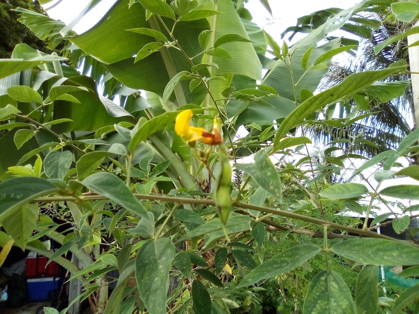 Organic Pigeon Peas Gandules 25 Seeds (Cajanus cajan) Heirloom Non GMO