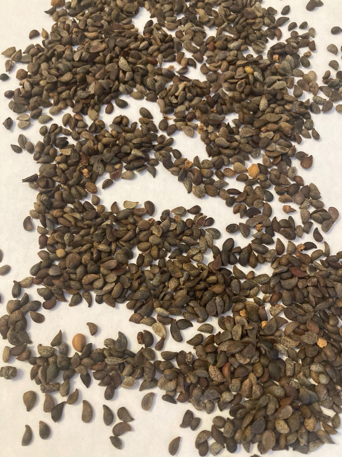 Bradford Pear Seeds (Pyrus Calleryana) Callery Pear