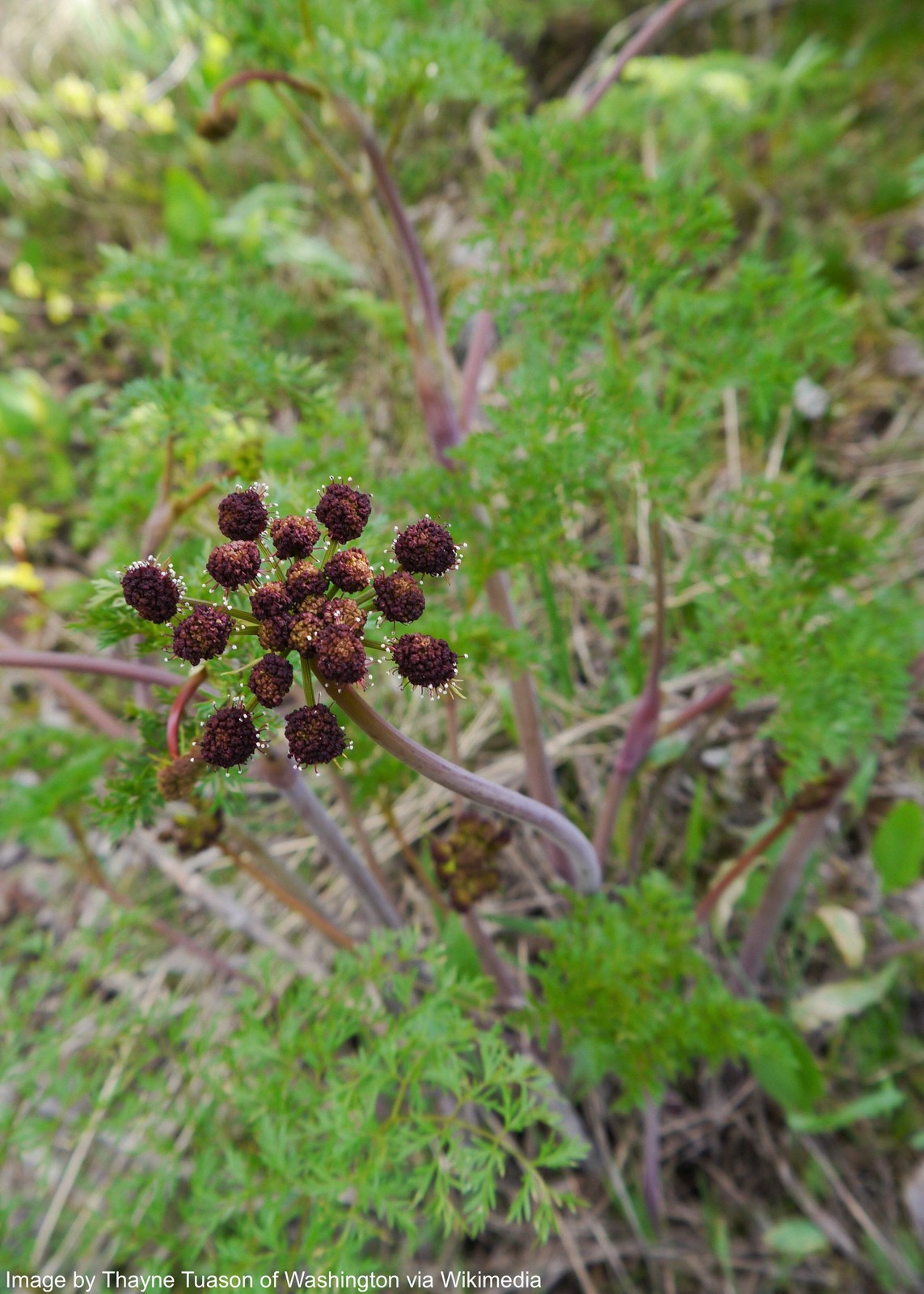 Lomatium Seeds (Lomatium dissectum) ~Traditional Herb Native Pollinator Garden