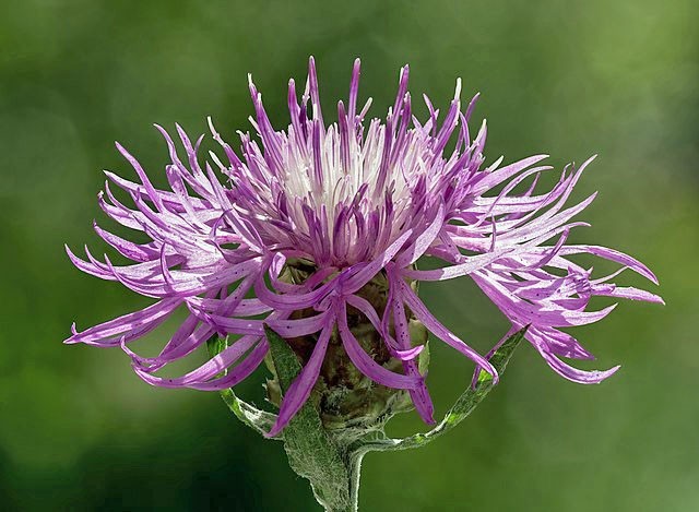 Centaurea jacea | Brown Knapweed | 20 Seeds