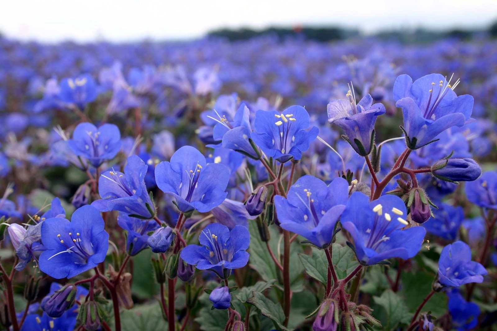 Phacelia campanularia | Desert Bluebells | Scorpionweed | 100_Seeds